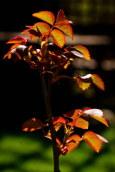 Молодые Листья Роз Солнцем — стоковое фото