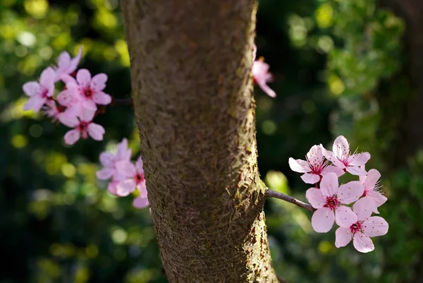 Zierpflaumenblüten Frühling Garten — Stockfoto