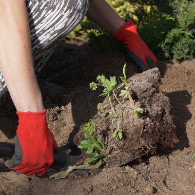 Baharda bahçe işleri - yeniden ekilen bitkiler