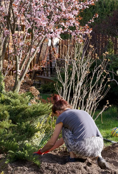 Donna Che Repianta Cespuglio Primavera Giardino — Foto Stock