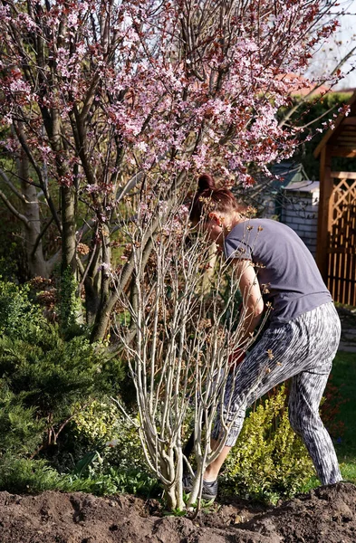 Donna Che Repianta Cespuglio Primavera Giardino — Foto Stock