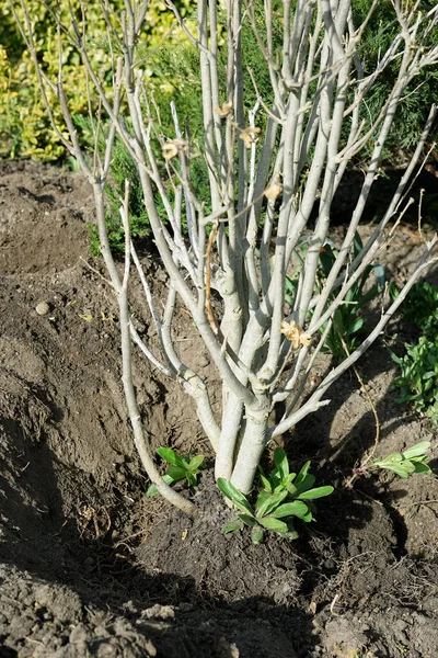 Replantando Arbusto Primavera Jardim — Fotografia de Stock