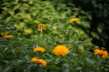 Bahçedeki sarı çiçekler