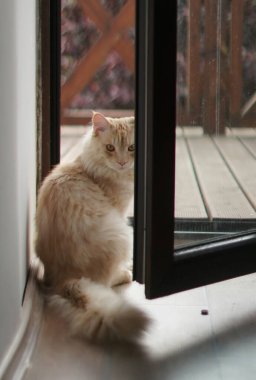 Maine Rakun Kedi balkonun önüne bakıyor.