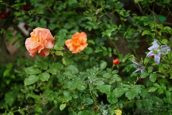 Πορτοκαλί Τριαντάφυλλο Λουλούδια Στον Κήπο — Φωτογραφία Αρχείου