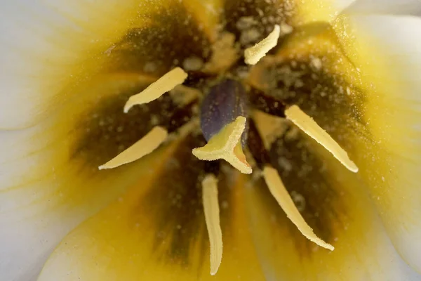 Interiér Bílé Tulipánové Květiny — Stock fotografie