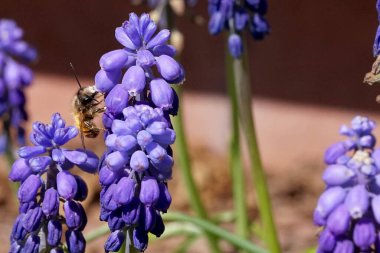 Bir yabanarısı baharda safir çiçekleri tozlaştırır.