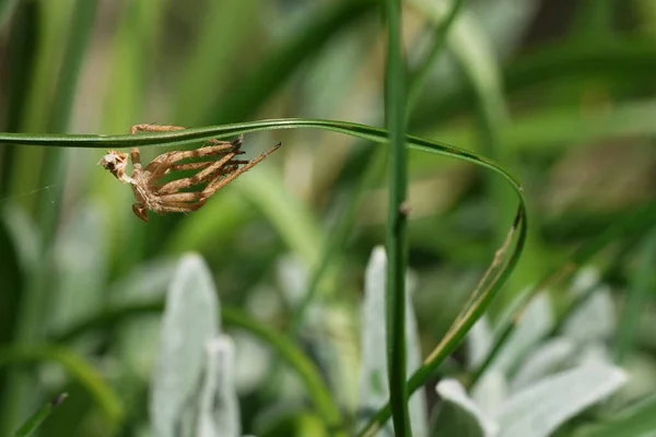 Muda Araña Cuelga Una Hoja Hierba Jardín —  Fotos de Stock