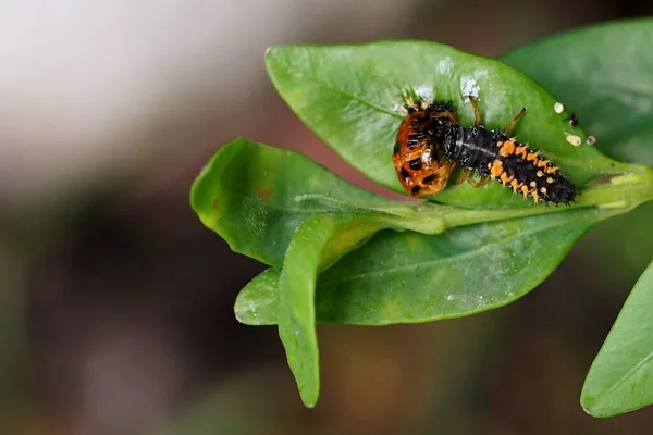 Larve Coccinelle Mange Coquille Chrysalide Après Éclosion — Photo