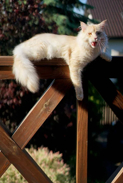 海燕猫在木制阳台栏杆上 — 图库照片