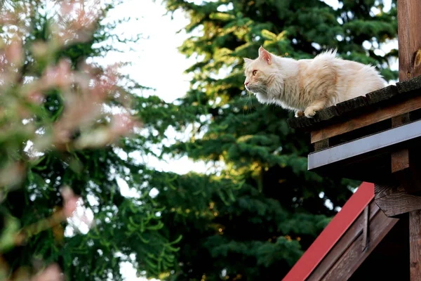 海燕猫在木制阳台栏杆上 — 图库照片