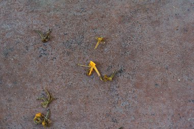 Terasta küçük bir çiçek.