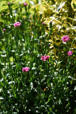 Dianthus Barbatus - Bahçedeki tatlı William
