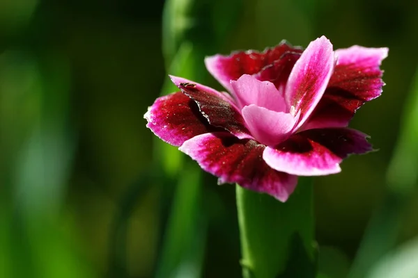 Dianthus Barbatus Sladký William Zahradě — Stock fotografie