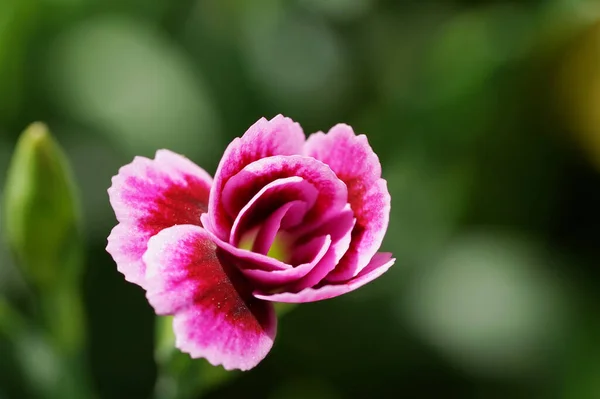 Dianthus Barbatus Sweet William Garden — Stock Photo, Image