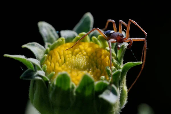 Uma Pequena Aranha Botão Flor Jardim — Fotografia de Stock