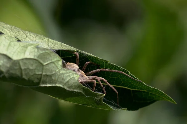 Örümceği Sarılmış Yaprağa Sakladım — Stok fotoğraf