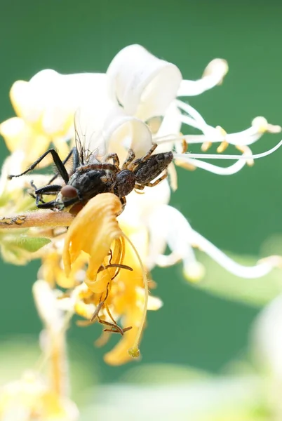 a jumping spider sits on a flower in the garden with a hunted housefly