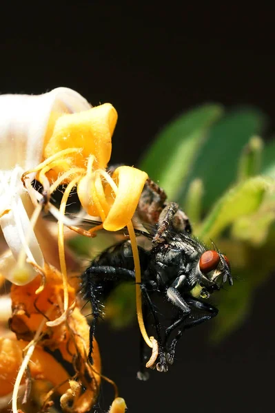 Une Araignée Sauteuse Est Assise Sur Une Fleur Dans Jardin — Photo