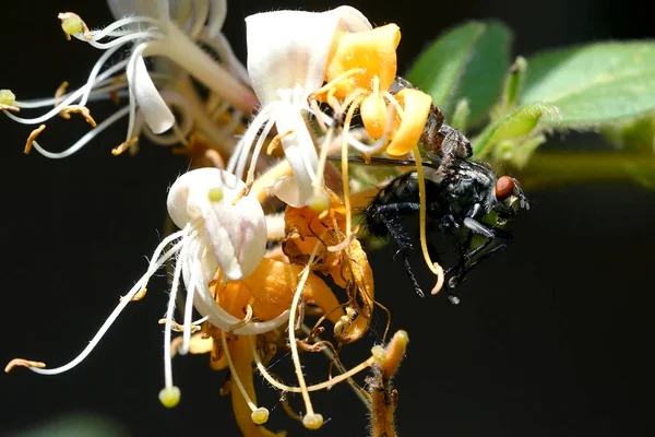 a jumping spider sits on a flower in the garden with a hunted housefly