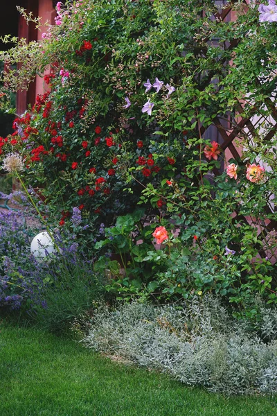 Rosor Och Klematis Pergola Som Täcker Terrassen — Stockfoto