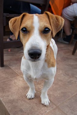 Terasta benekli küçük bir köpeğin portresi.
