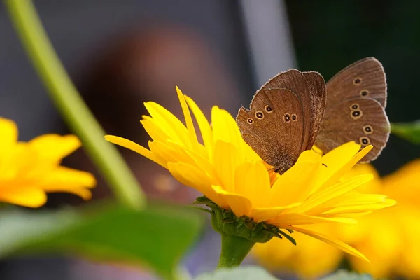 Par Borboletas Marrons Uma Flor Girassol Amarelo — Fotografia de Stock