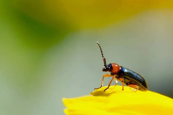 a small, shiny beetle on a yellow petal in the garden