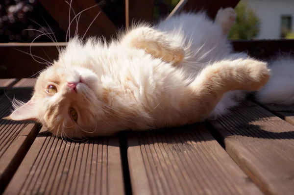 Heureux Maine Coon Chat Sur Balcon Bois — Photo