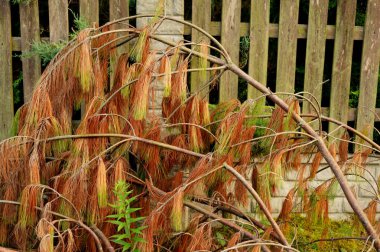 Çitin altında solmuş bir çam dalı var.