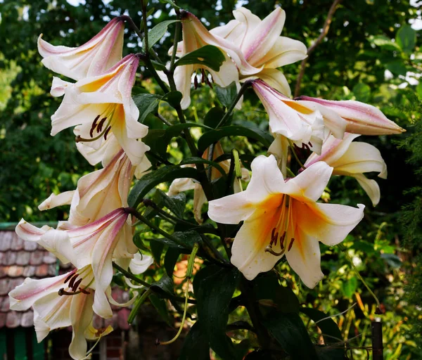Fehér Sárga Virágok Egy Magas Liliom Kertben Eső Után — Stock Fotó