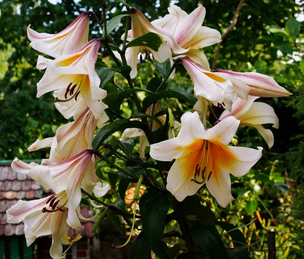 Flores Blancas Amarillas Lirio Alto Jardín Después Lluvia —  Fotos de Stock