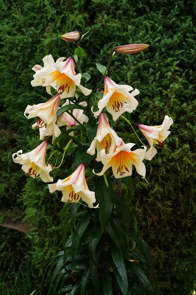 Fleurs Blanches Jaunes Grand Lis Dans Jardin Après Pluie — Photo