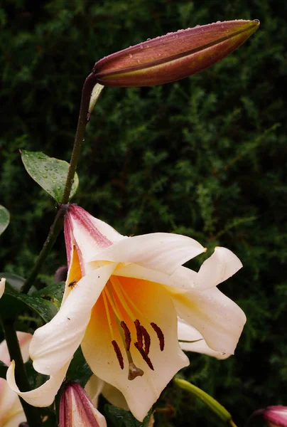 Bílé Žluté Květy Vysoké Lilie Zahradě Dešti — Stock fotografie
