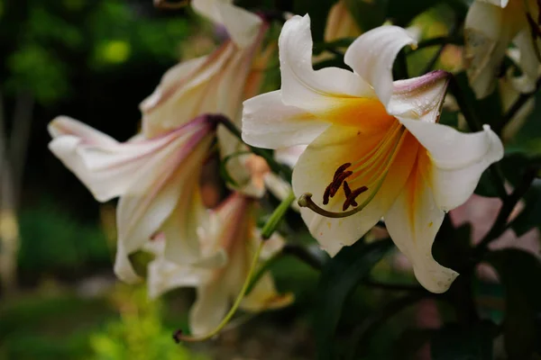 Flores Brancas Amarelas Lírio Alto Jardim Após Chuva — Fotografia de Stock