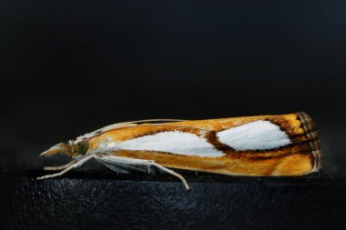 Siyah arka planda oturan çok küçük bir güve.