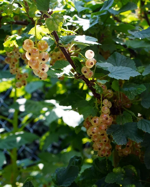 Fruits Groseille Blanche Sur Buisson Dans Jardin — Photo