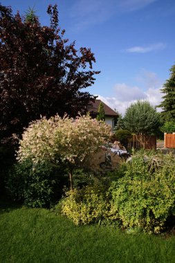 Alçak, dekoratif ağaçları olan bahçenin manzarası