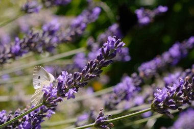lavanta çiçekli lahana kelebeği