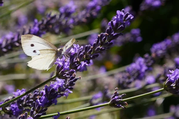 Cavolo Farfalla Sul Fiore Lavanda — Foto Stock