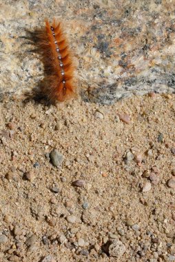 Çınar güvesinin tırtılı (Acronicta aceris) granit kaldırım taşlarının üzerinde sürünür.