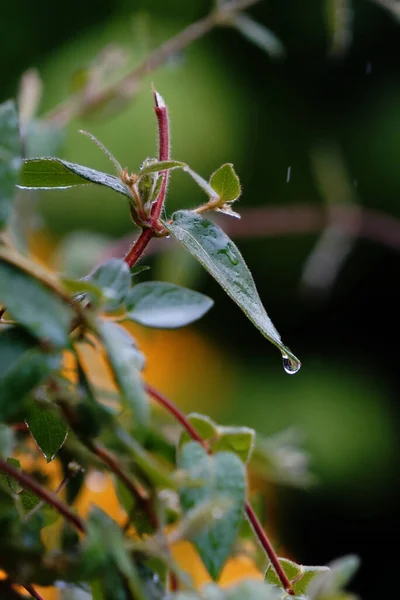 Krople Deszczu Spadające Liść Rośliny Ogrodowej — Zdjęcie stockowe