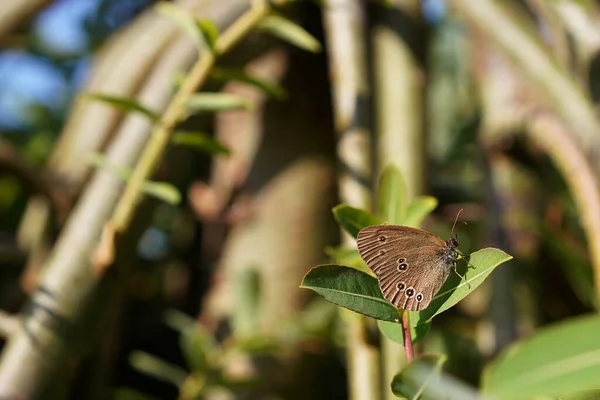 Barna Pillangó Egy Fűzfa Levél Kertben — Stock Fotó