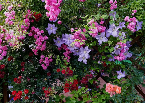 Růže Klematiny Pergole Pokrývají Terasu Venkovského Domu — Stock fotografie