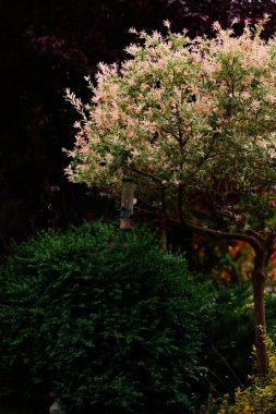 Akşamüstü hakuro söğütlü bahçe