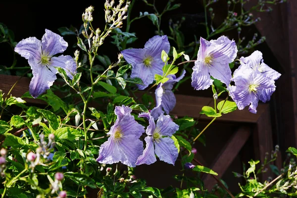 Fleurs Clématites Bleu Vif Sur Pergola Dans Jardin Printemps — Photo