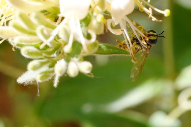 Uçan sinekler ilkbaharda hanımeli çiçeklerini döller.