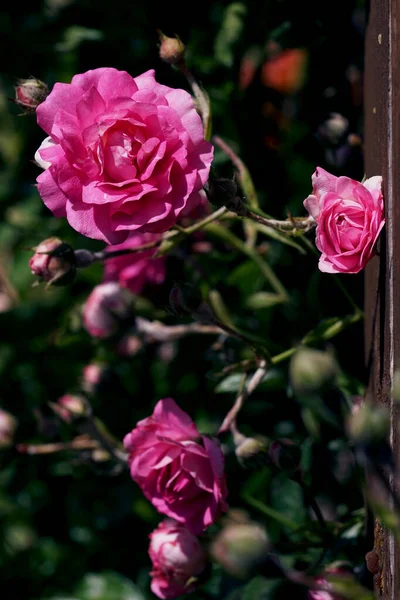 一朵盛开的粉红玫瑰 — 图库照片