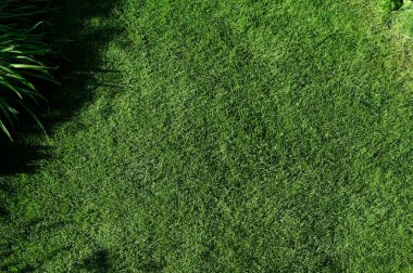 Bahçe bahçesinin üst manzarası