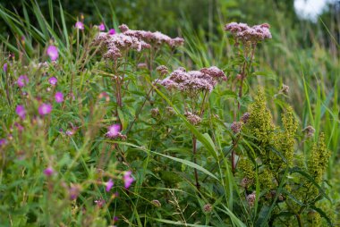 Çayırda büyüyen pembe çiçekler